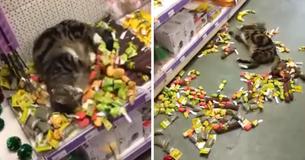 Sly Kitty Breaks Into Pet Store And Goes On A Catnip Bender