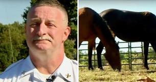 Horses At A Therapy-Nonprofit Are Helping First Responders Deal With Traumatic Events