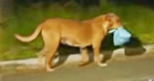 Un chien marche des kilomètres chaque soir pour apporter de la nourriture à sa famille élargie
