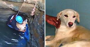 Drowning Dog Clings On To Rock Wall Longing To Be Saved – Relieved  When She Sees Her Rescuers