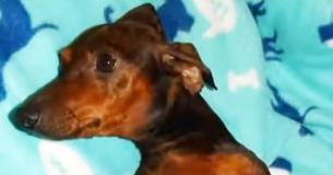 L'histoire d'une chienne enceinte paralysée  se termine mieux que jamais