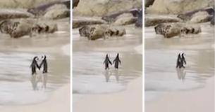 Un adorable couple de pingouins se tenant la main lors d'une balade romantique sur la plage