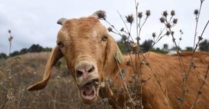 Goats Help Protect Ronald Reagan Library From Wildfire