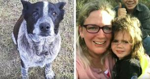Dog Refuses To Leave 3-Year-Old's Side While She Was Missing, After 15 Hours Her Grandma Approaches