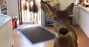 Après une première visite au magasin, une biche surprend la commerçante lorsqu'elle retourne plus tard avec toute la famille