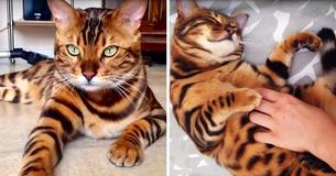 Un chat Bengal de 3 ans a une fourrure avec des rayures comme un tigre et des taches comme un léopard