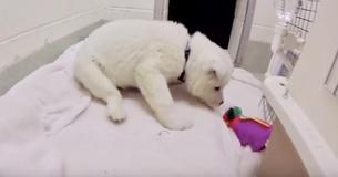 Un chiot sauvé d'une ferme de viande reçoit son tout premier jouet