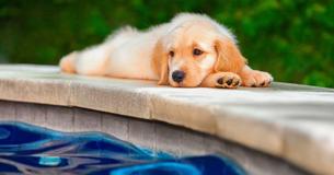 Hotel Offers Their Guests To Play With Rescue Puppies By The Pool
