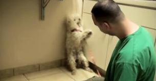 Quelques instants avant d'être abattu, un chien effrayé réalise qu'il a été sauvé