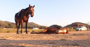 Lazybones Horse Plays Dead The Moment People Attempt to Ride Him