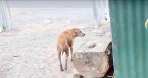 Stray Dog Leads Rescuers To Her Friend So She Can Be Rescued As Well