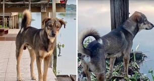 Heartbroken Dog Named Luck Who Fell Into A River Waits On Jetty For Its Owner