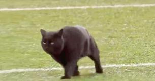 Black Cat Sprints Into The End Zone And Becomes MVP Of Monday Night Football
