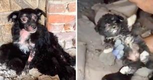 Dog Was Too Weak To Keep Her Puppies Safe So She Hid Them Away In Collapsed Building