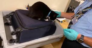 Airport Security Stops Passengers Because They Mistakenly Packed Their Cat