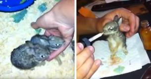 US Marine Medic Rescues Orphaned Baby Bunnies