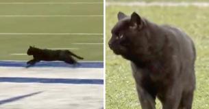 Black Cat Becomes Online Sensation After Running Onto Metlife Stadium's Field During Monday Night Football