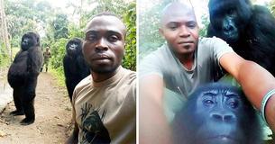 Gorilas posan con guardabosques contra la caza furtiva en la selfie más graciosa del mundo 