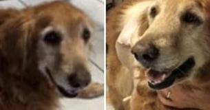 Woman Who Cruelly Left Her Dog With Giant 46-Pound Tumor Is Sentenced To Probation