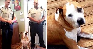 Un pitbull errant voit un homme attaquant une femme avec un couteau et intervient pour la sauver