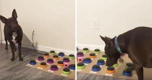 Speech Pathologist Teaches Her Dog To Use Soundboard To Communicate And Dog Learns Phrases