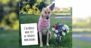 Un chien qui a perdu son oreille et s'est fait tirer dessus 17 fois survit et a une nouvelle chance dans la vie en tant que chien de thérapie