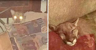 Woman Came Upon Mountain Lion Inside Her House Sleeping Behind Her Sofa