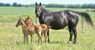 Mother Horse Gives Birth To Rare Twin Foals And Looks After Them Lovingly