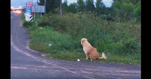 Hund wartete vier Jahre lang loyal an genau der selben Stelle, in der Hoffnung, dass sein Besitzer zurückkehren würde