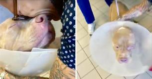 Un chien perdu a été retrouvé après 4 mois. Le propriétaire a parcouru 1600 km pour la réunion