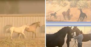 Footage Shows Horse That Escaped California 'Easy-Fire' Run Back To Burning Stable To Lead Another Horse And Foal To Safety