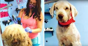 Groomer Opens Her Salon In The Middle Of The Night - Gives Stray Dog With Matted Fur A Makeover