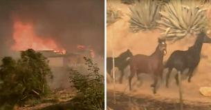 Rescued Horse Races Back Into Wildfire To Save Another Horse And Foal With Flames Getting Closer