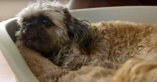 Woman Runs Senior Pet Sanctuary For Unwanted Senior Dogs