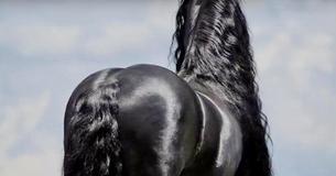 Friesian Stallion Has Reputation For Being Incredibly Good-Looking Horse