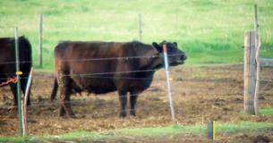 Une vache gestante choque ses éleveurs en donnant naissance à un quadruplet : "une probabilité de 1 sur 11.2 million"
