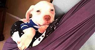 Après avoir perdu toute sa famille, ce triste chiot trouve le réconfort dans les battements de cœur de sa nouvelle propriétaire