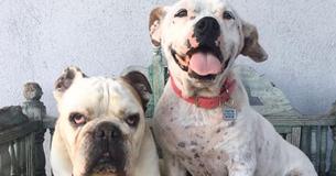Left Behind For Having An ‘Ugly Disease' Stray Dog Is Rescued And Nursed Back To Health