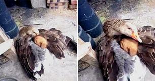 Un chiot abandonné gelait dans la rue jusqu'à ce que l'oie le réchauffe avec ses ailes