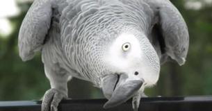 Un perroquet perdu revient après quatre ans entrain de parler espagnol