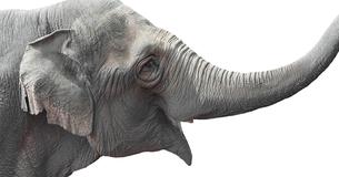 Denmark Purchases Last Remaining Circus Elephants In The Country For $1.6 Million To Let Them Retire