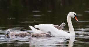 Mom Swan Protectively Carries Her Eight Babies Under Her Wing While Swimming