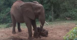 Pregnant Elephant Returns From The Wild To Give Birth With Her Former Rescuers