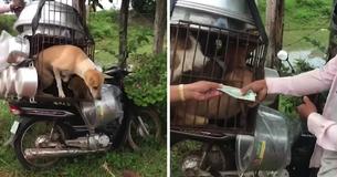 Cambodian Man Pays $350 To Save Nine Dogs From Meat Trade