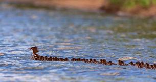 Une super maman canard vue sur un lac du Minnesota avec une douzaines de petits canetons avec elle