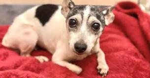 Ce Toy Fox Terrier Fox qui a disparu depuis 12 ans a été finalement trouvé à 1.700 Km loin de sa maison