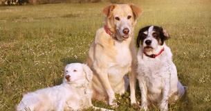 Woman Starts Non-Profit To Find Loving Homes For Rescued Senior Dogs