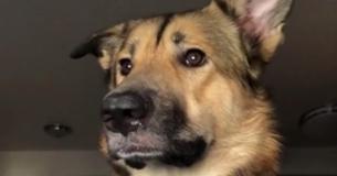 Dog Isn't Allowed To Bark Inside So He Lets Out Half-Bark Instead