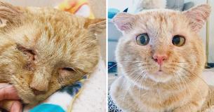 Cat Who Once Lived Rough Life On The Streets Of Minnesota Purs Uncontrollably When He Moves Into New Home