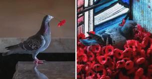 Thieving Pigeon Makes A Patriotic Home From Poppies In War Memorial